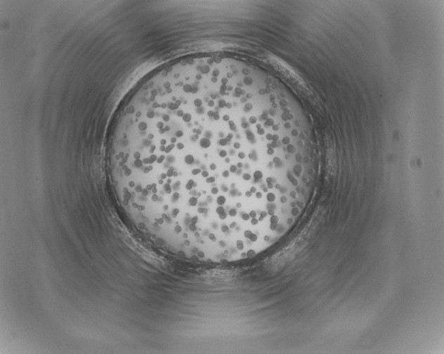 X0000072931178200608111528