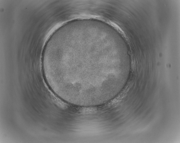 X0000072931183200608111528