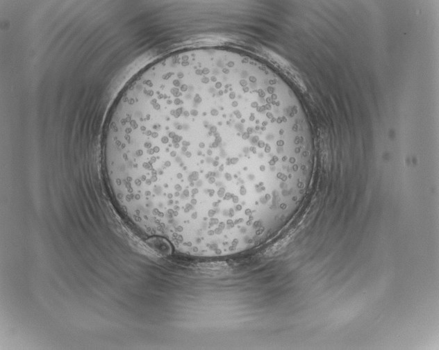 X0000072931186200608111528