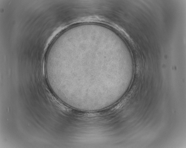 X0000072931224200608111527