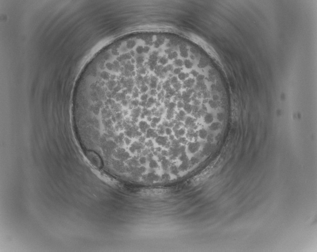 X0000072931237200608111527