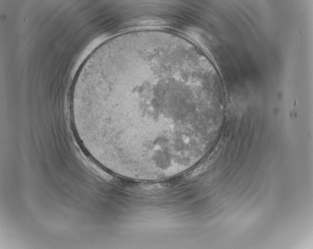 X0000072931243200608111527