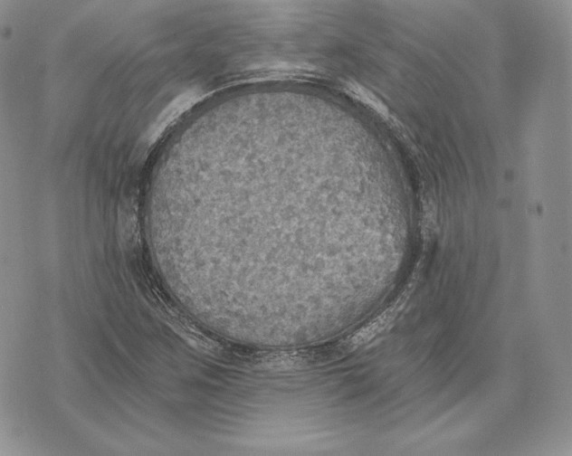 X0000072931259200608111526