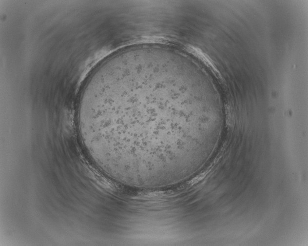 X0000072931260200608111526