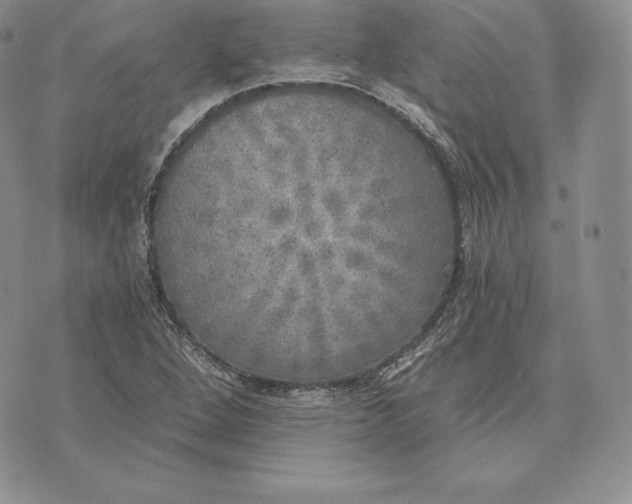 X0000072931264200608111526