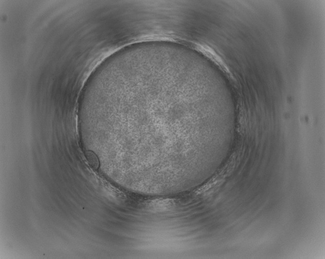 X0000072931268200608111526