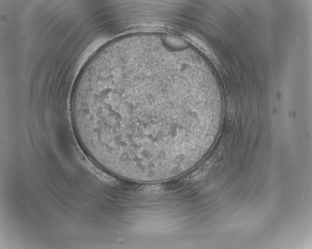 X0000072931283200608111526