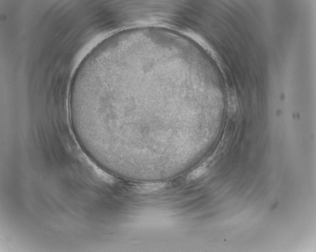 X0000072931294200608111526