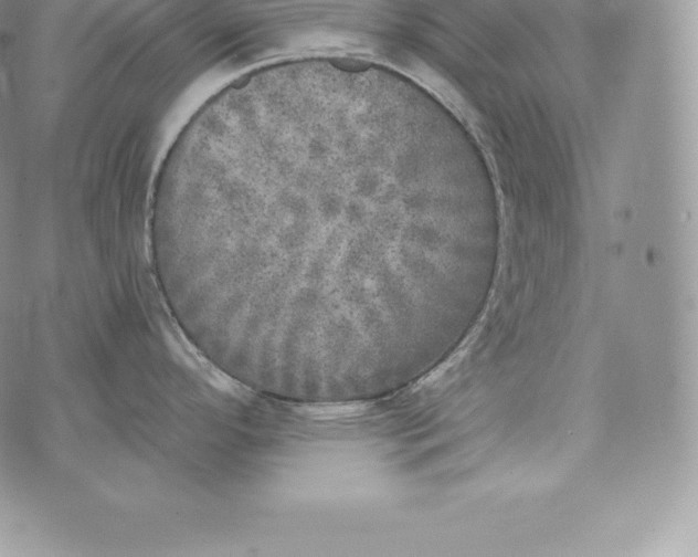 X0000072931296200608111526