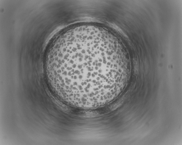 X0000072931318200608111525