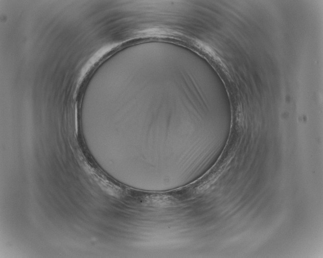 X0000072931323200608111525