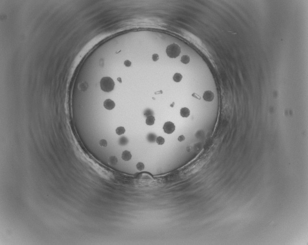 X0000072931339200608111526