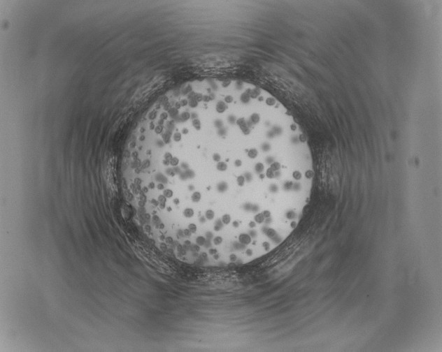 X0000072931346200608111525