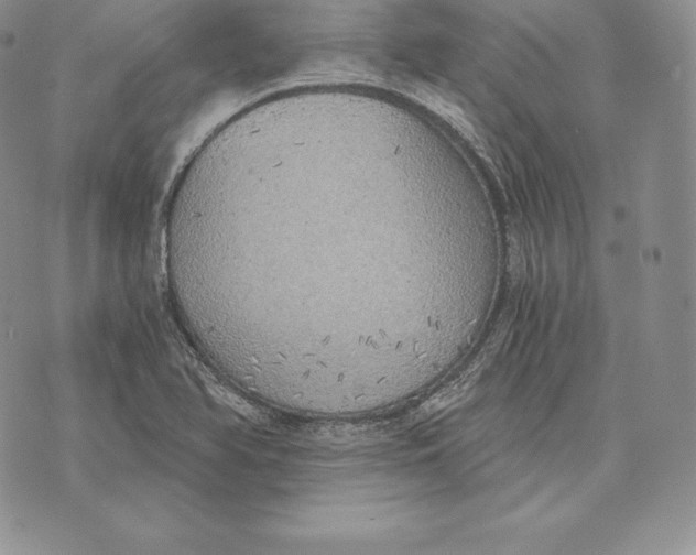 X0000072931366200608111525