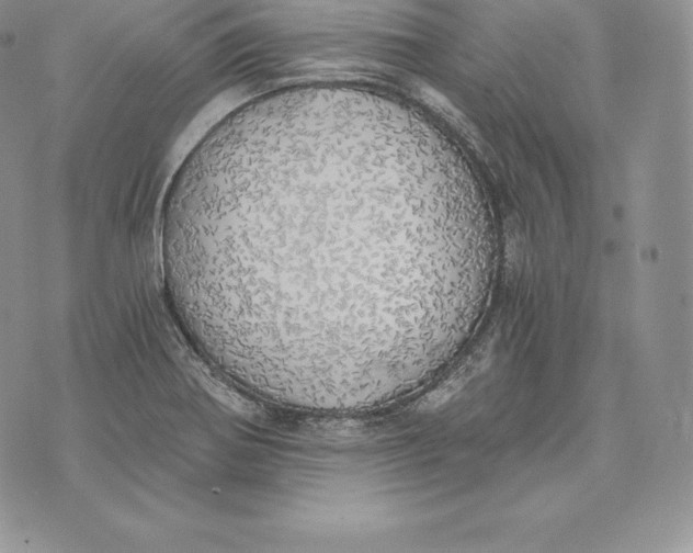 X0000072931370200608111525