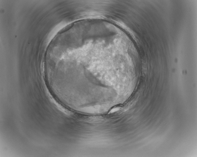 X0000072931383200608111524