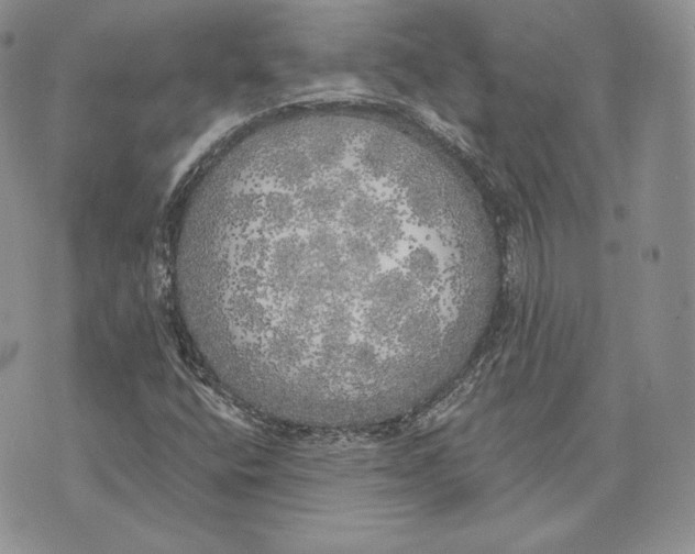 X0000072931400200608111524