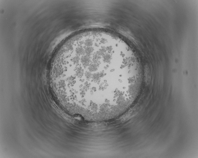 X0000072931404200608111524