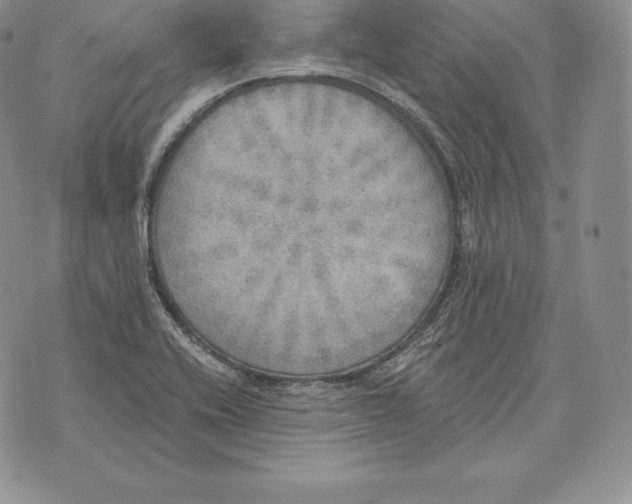 X0000072931416200608111524