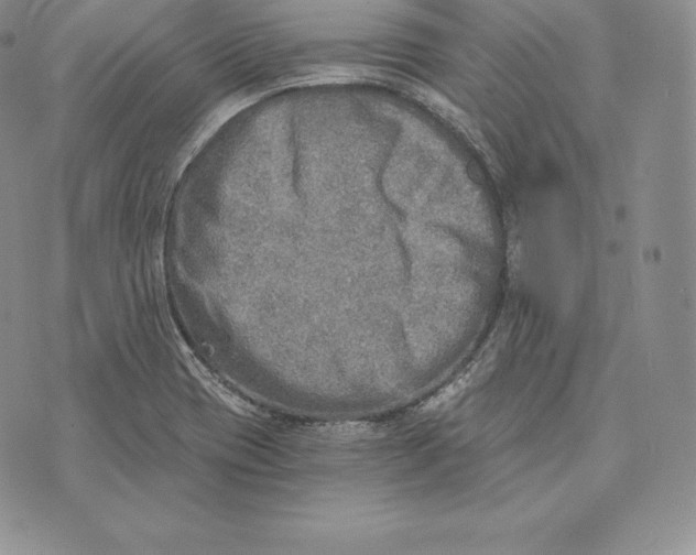 X0000072931417200608111524