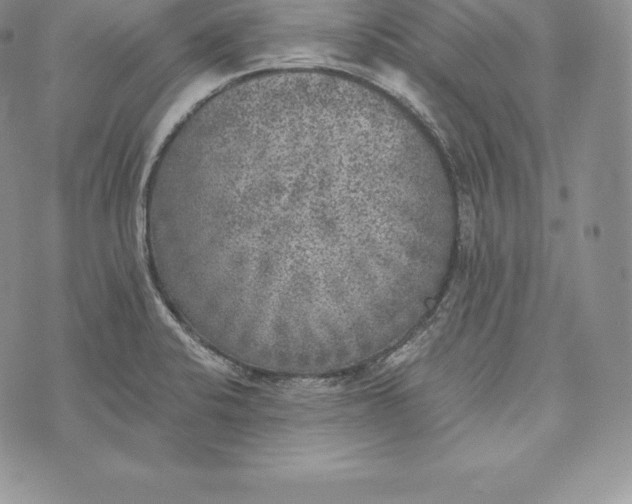 X0000072931424200608111524