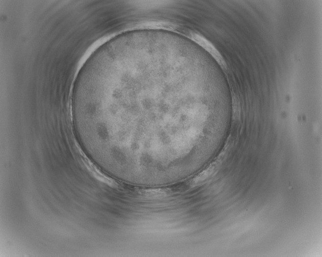 X0000072931436200608111524