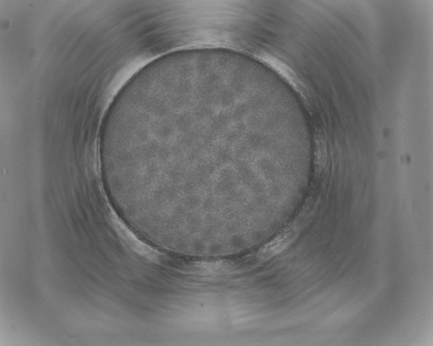 X0000072931468200608111523