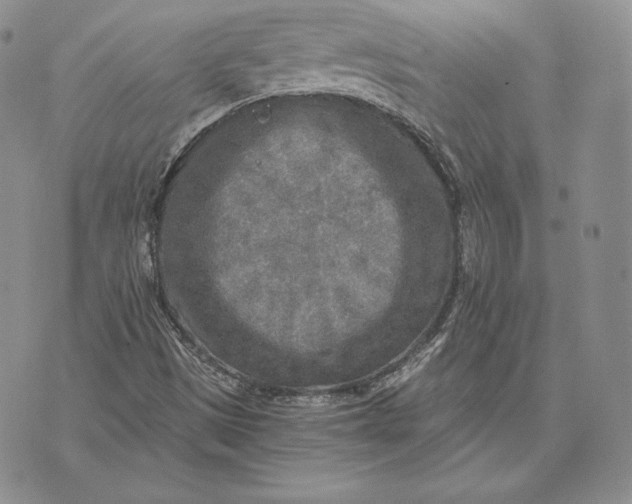 X0000072931497200608111522