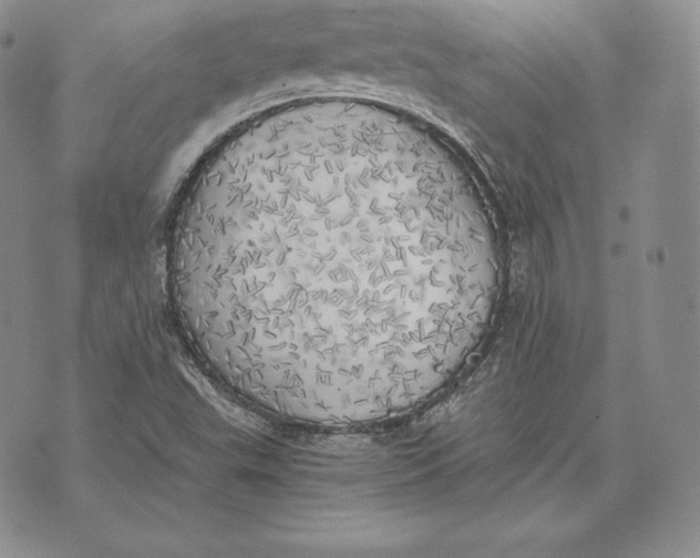 X0000072931503200608111522