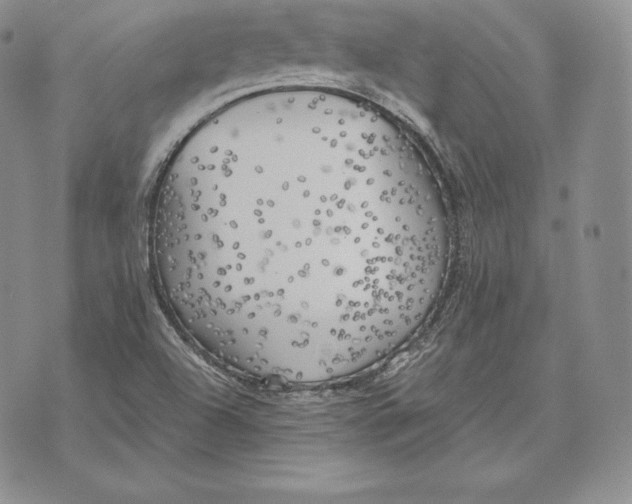 X0000072931504200608111522