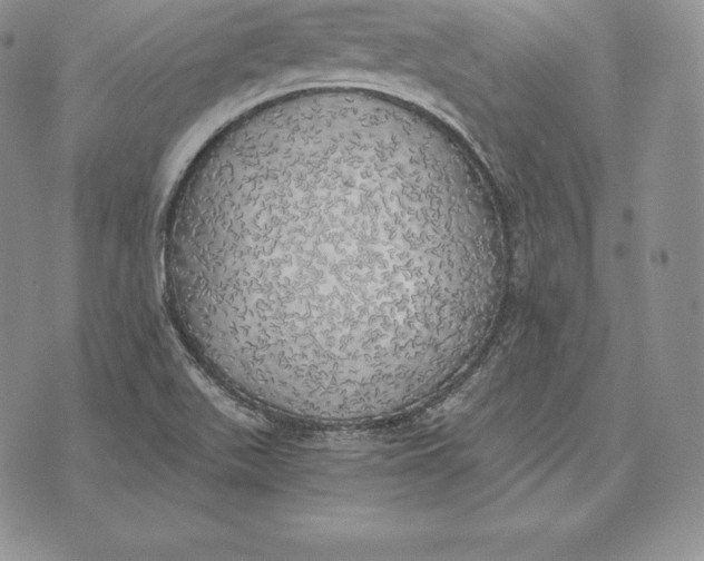 X0000072931511200608111522