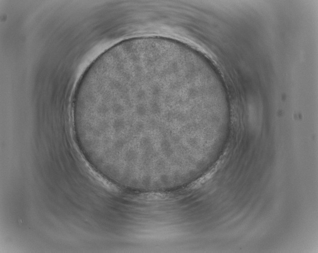 X0000072931517200608111522