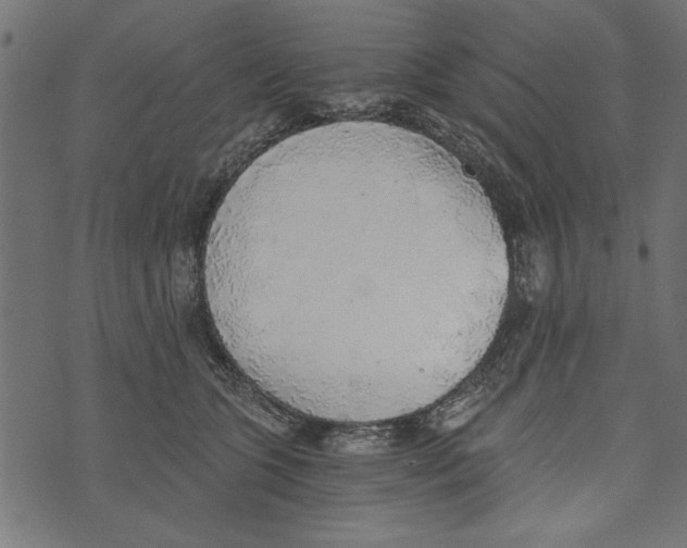 X0000072930563200608181319