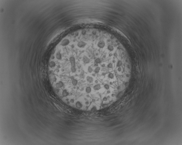 X0000072930775200608181315