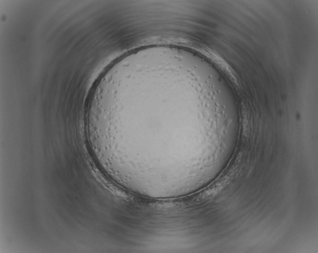 X0000072930896200608181313