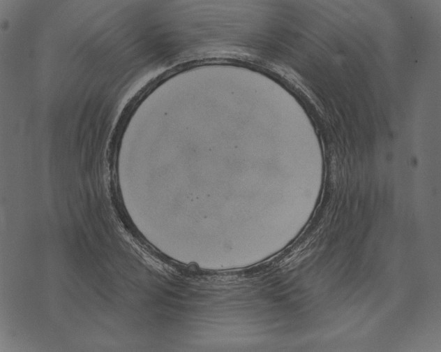 X0000072931024200608181311