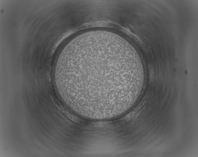 X0000072931166200608181309