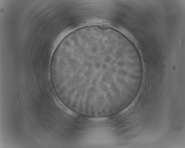 X0000072931296200608181306