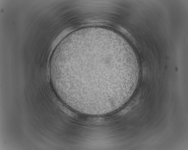 X0000072931370200608181305