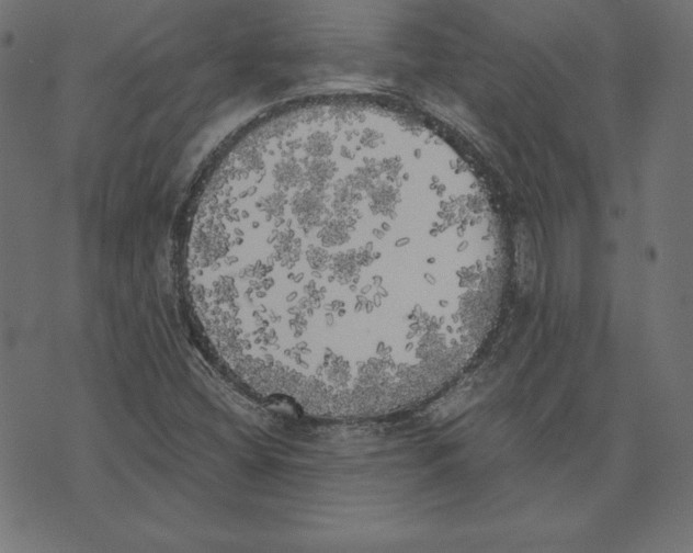 X0000072931404200608181304