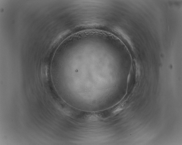 X0000072940115200607211111