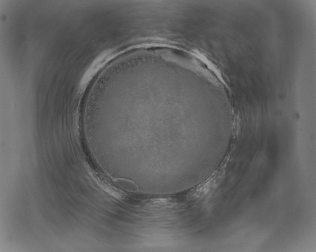 X0000072940151200607211110