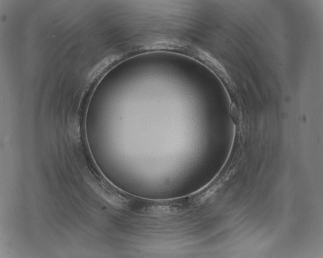 X0000072940298200607211108