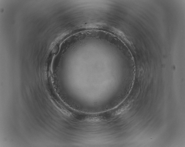 X0000072940299200607211108