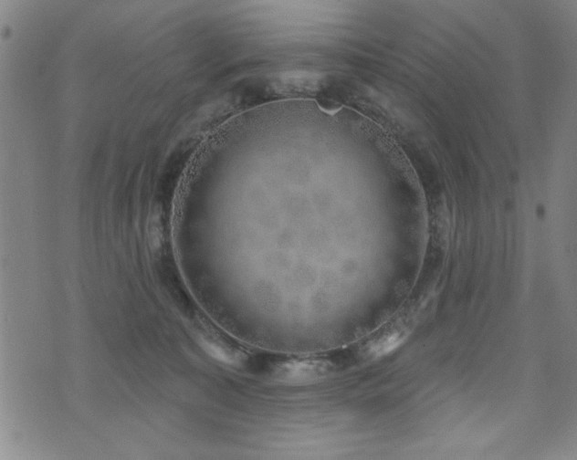 X0000072940323200607211108