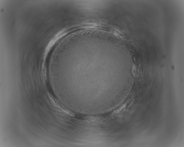 X0000072940343200607211107