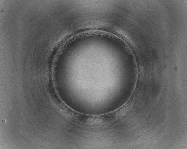 X0000072940354200607211107