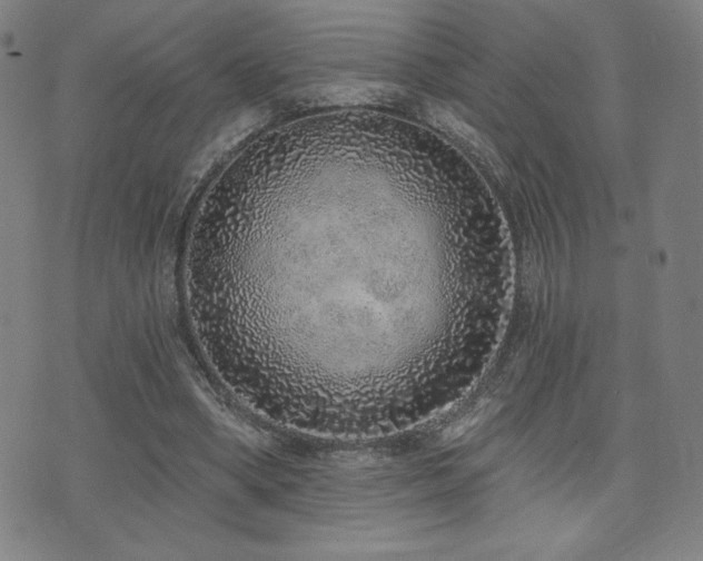 X0000072940394200607211107