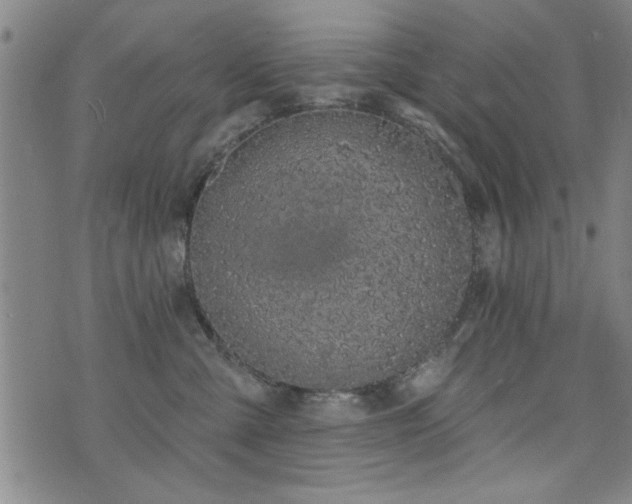 X0000072940427200607211106