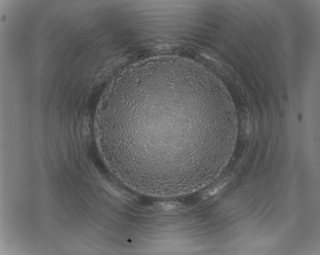 X0000072940654200607211103